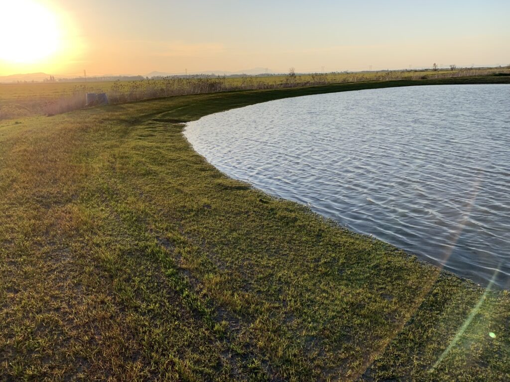 Oregon Wild Rice Pond